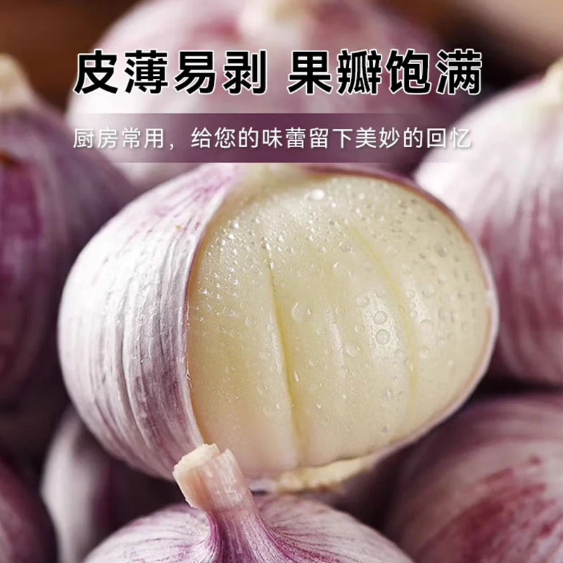 大理紫皮独头蒜当季现挖云南农家自种新鲜大蒜头单瓣免剥紫皮蒜头