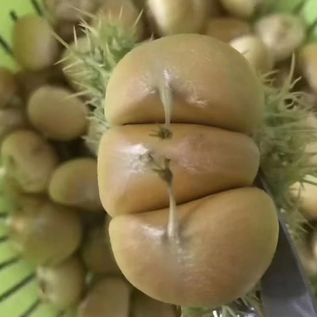 新鲜现剥白皮嫩板栗湖北大别山头茬板栗香甜脆口