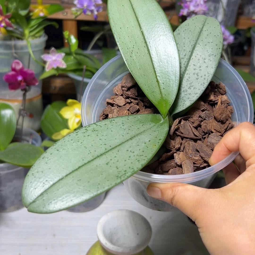 地***坤当前无花栽培后可以开花
