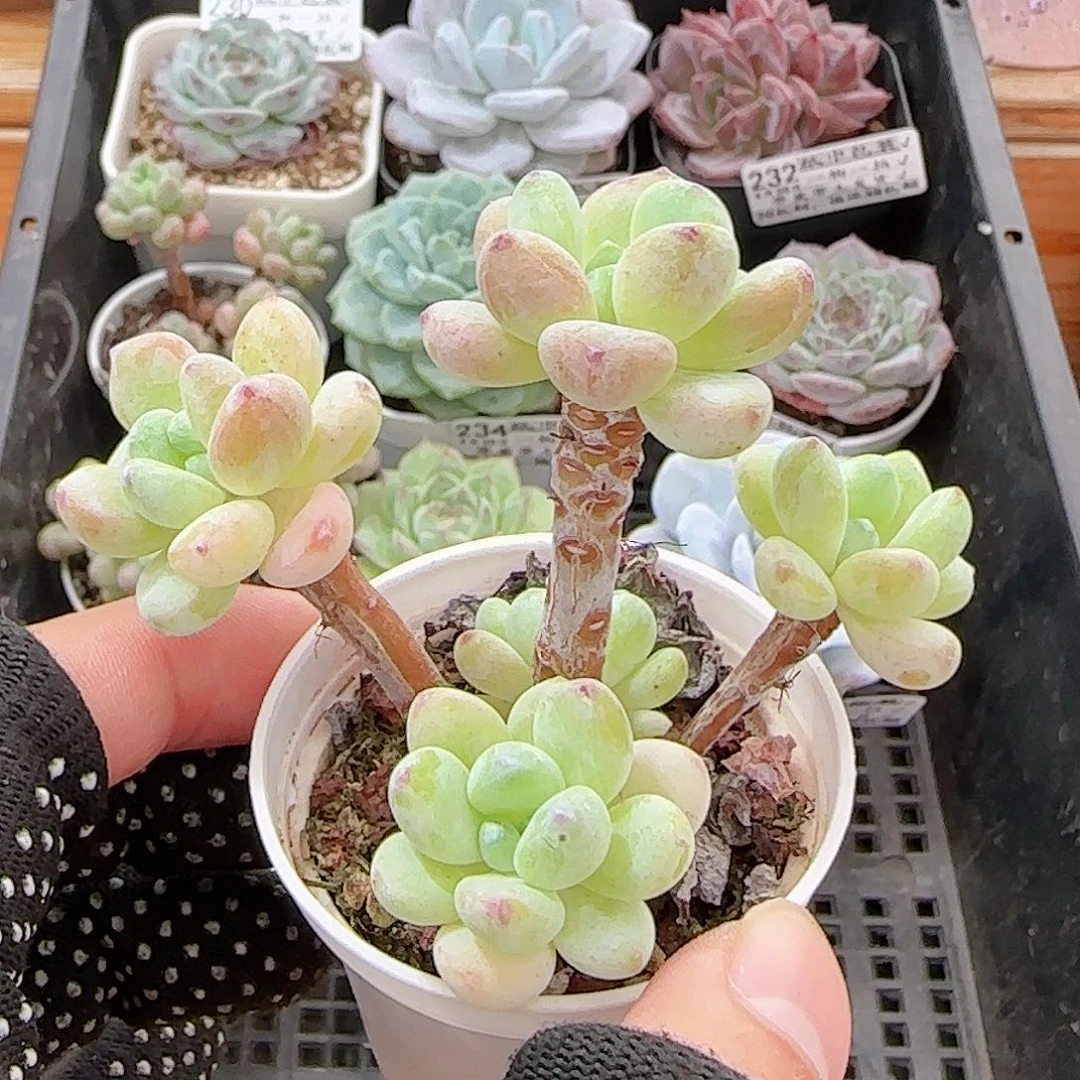 多肉0930--241罗琦小老桩