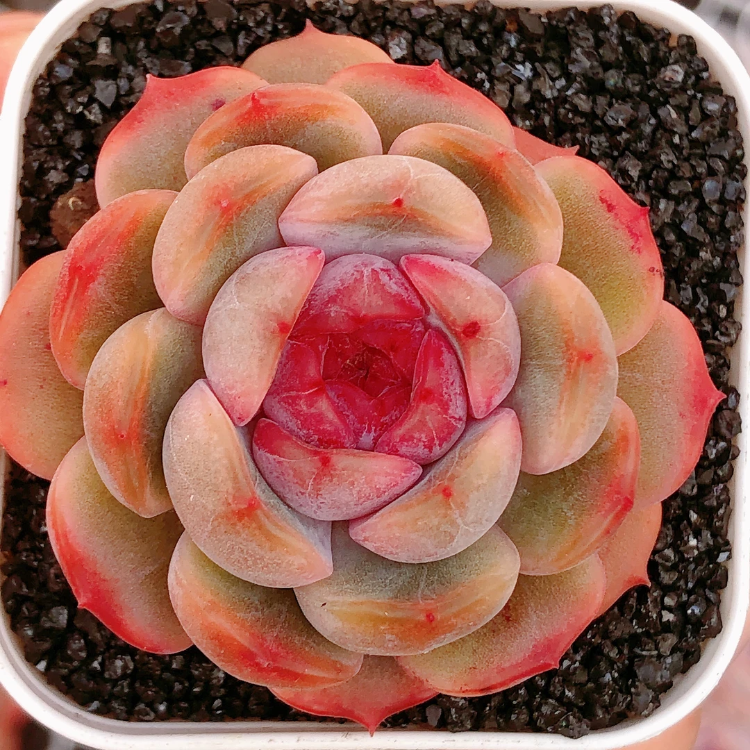 多肉植物    灯房单头红恋一颗（尺寸4左右）满28包邮除偏远展示