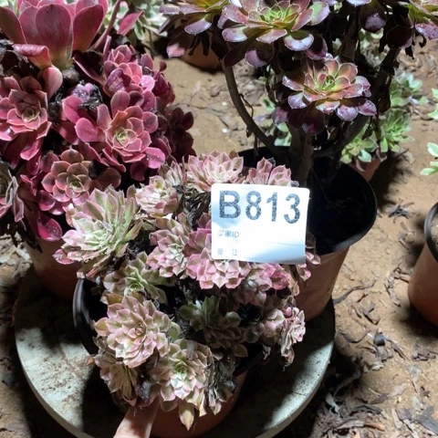 没***果813三颗法师多肉植物