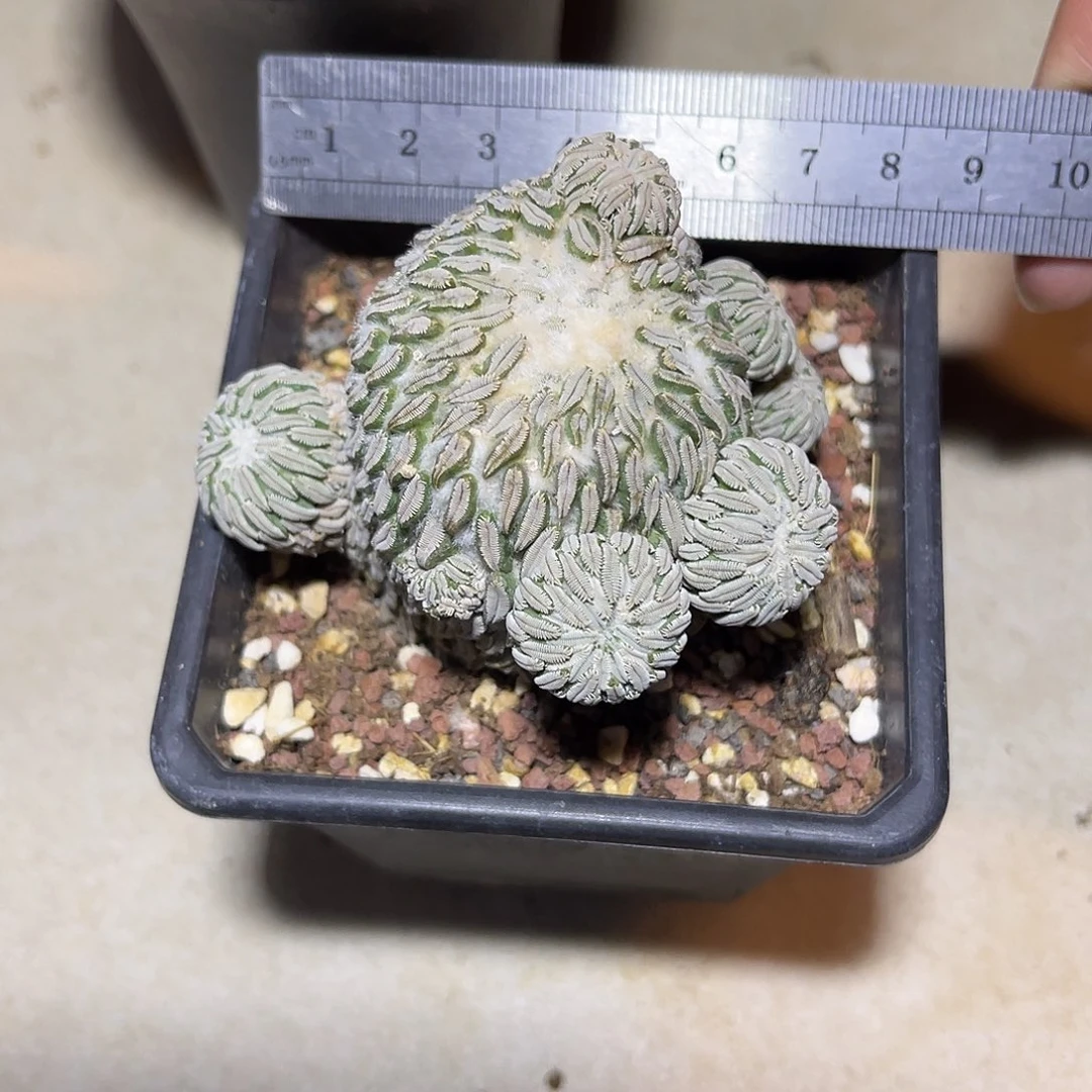 精巧丸仙人球一物一拍