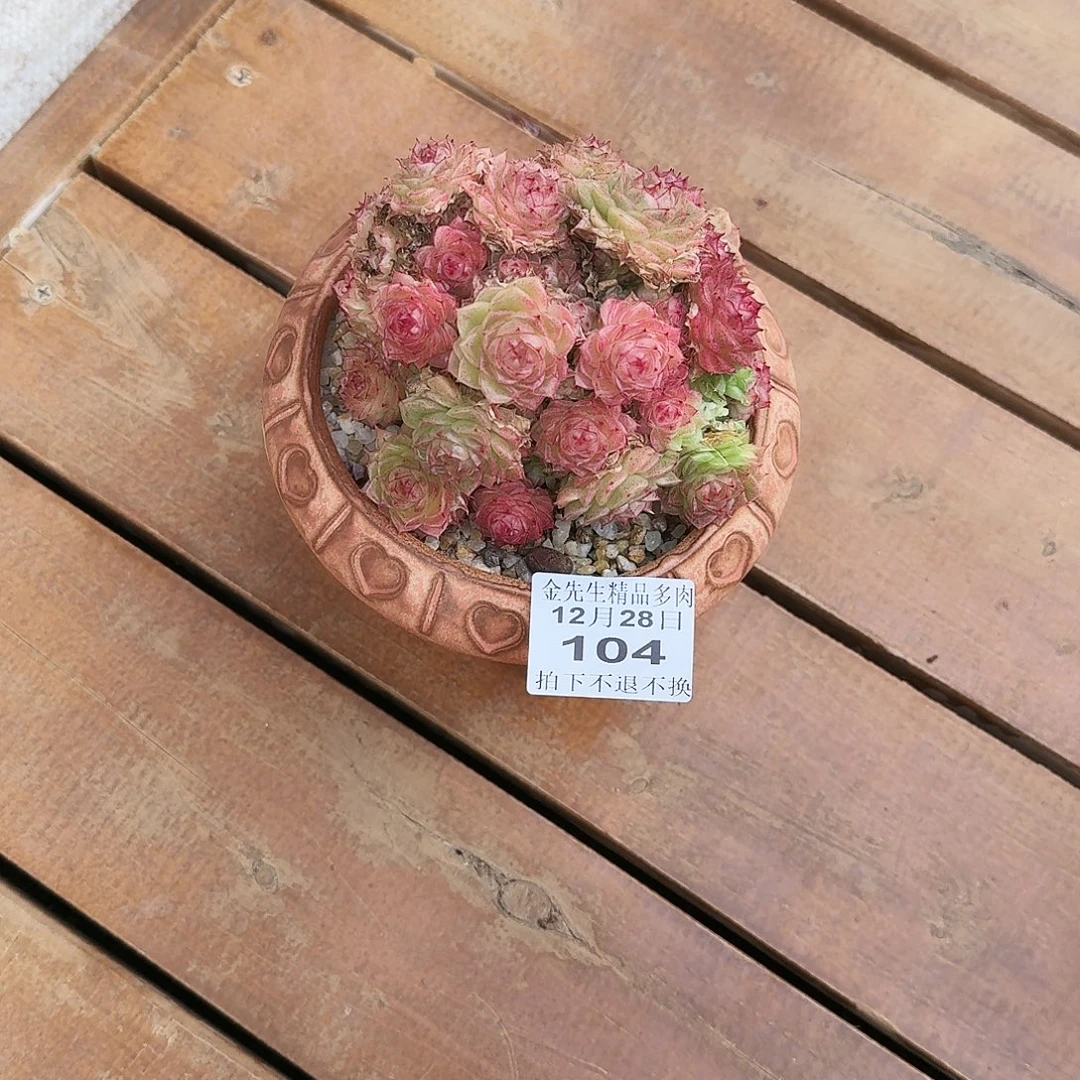 江***月1228-104香特群生a