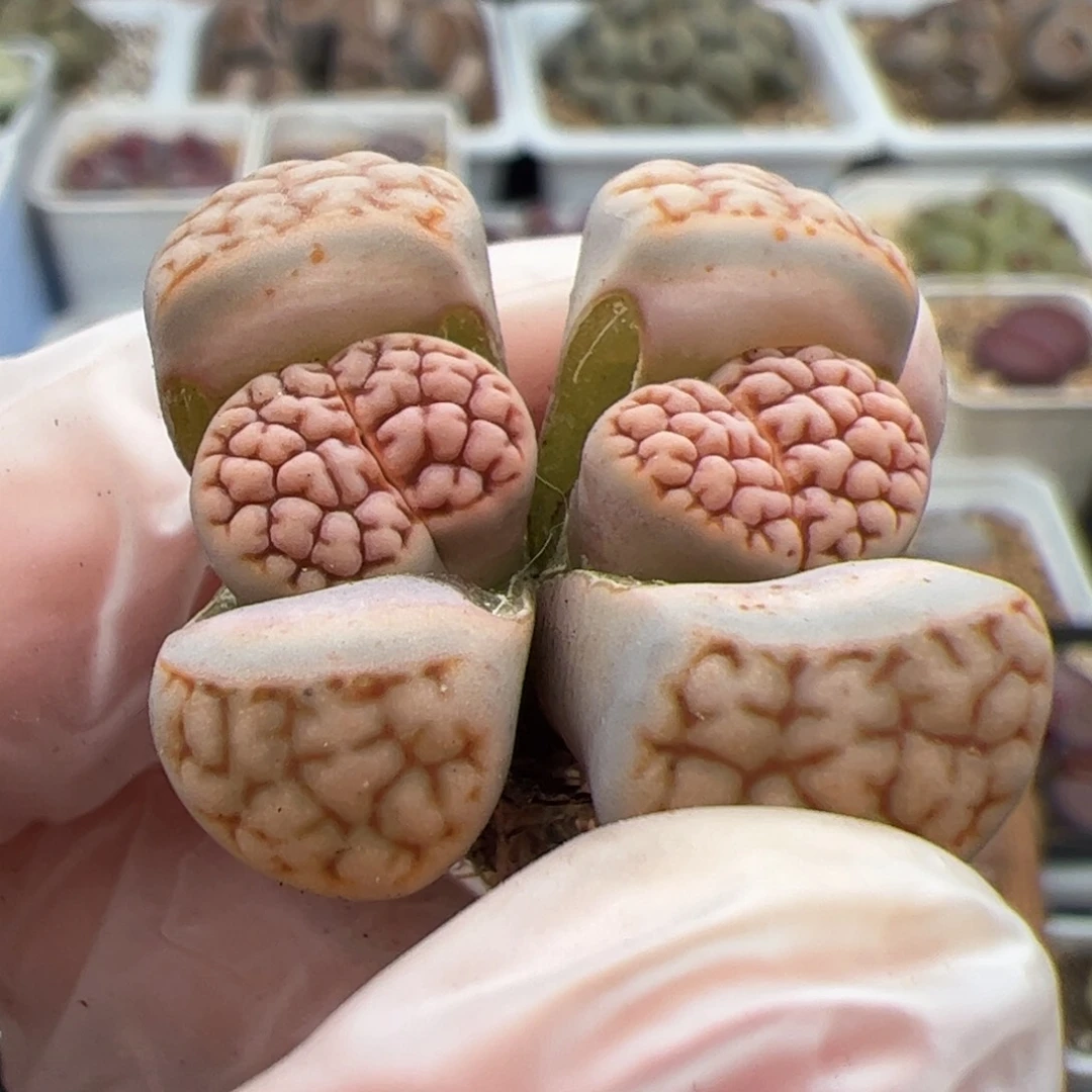 05号 红脑花多肉植物