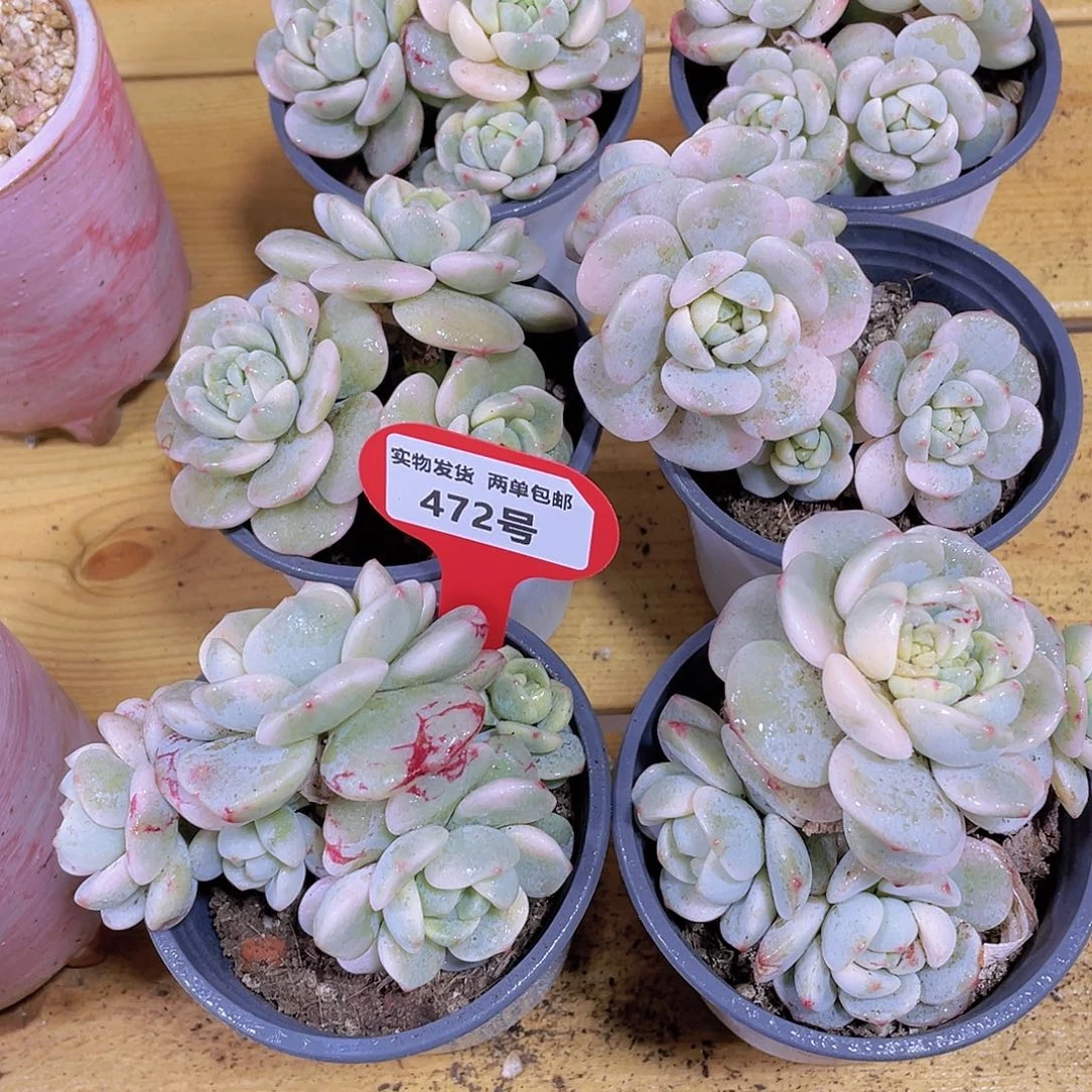 472号 老桩香草锦多头群一颗