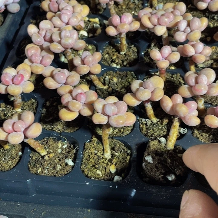 小杆子糖果桃蛋1元带土发