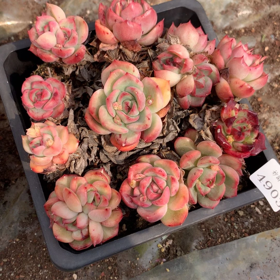 4903杂交精品基地17厘米