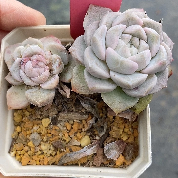 小****?1046多肉植物老桩