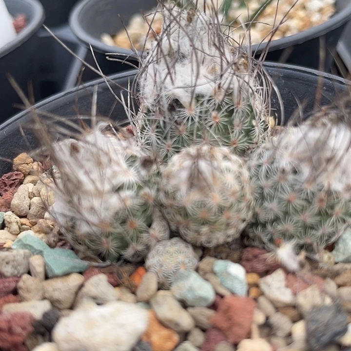 迪克森实生裸根发货