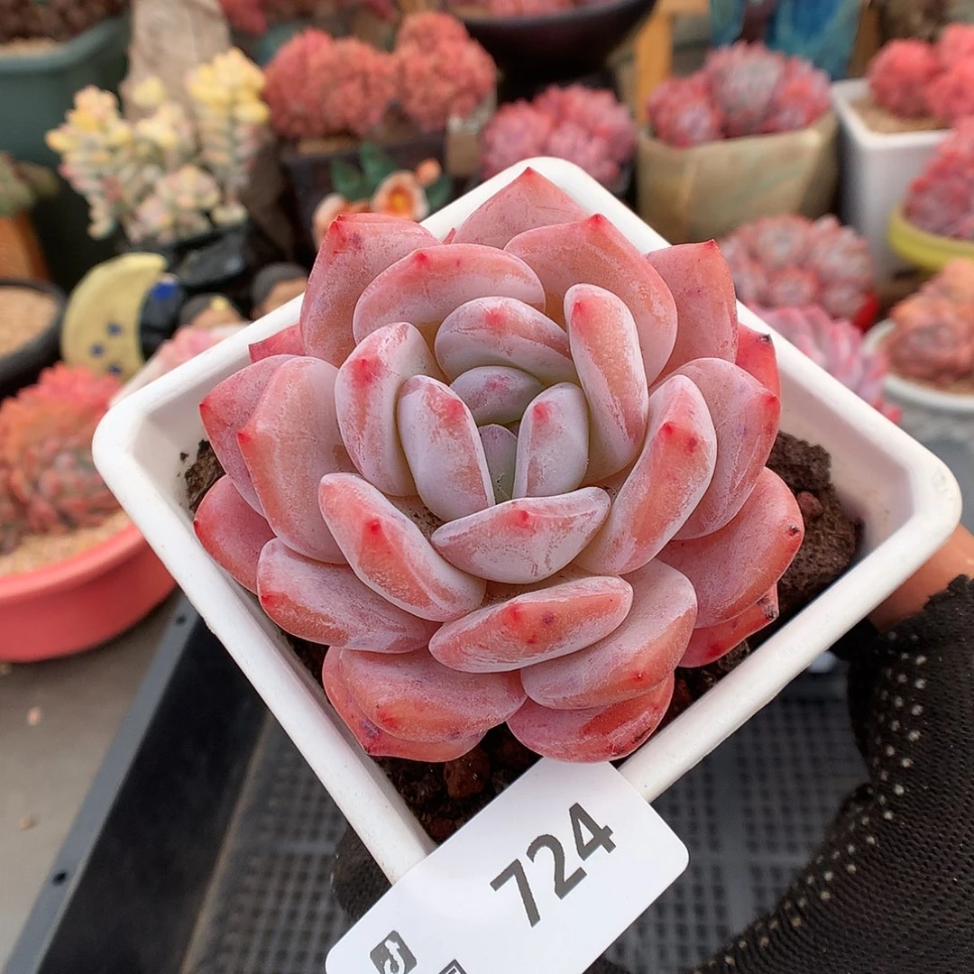 724梦露多肉植物6666
