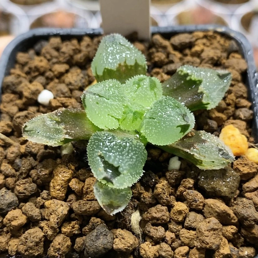 【闪购商品】25糖霜球