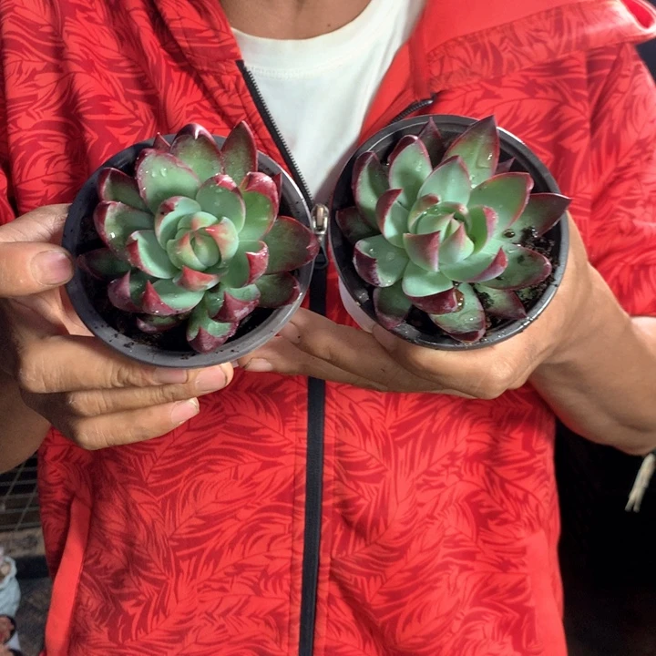 单头惊鸿仙子9.9一颗 带盆土 两单包邮