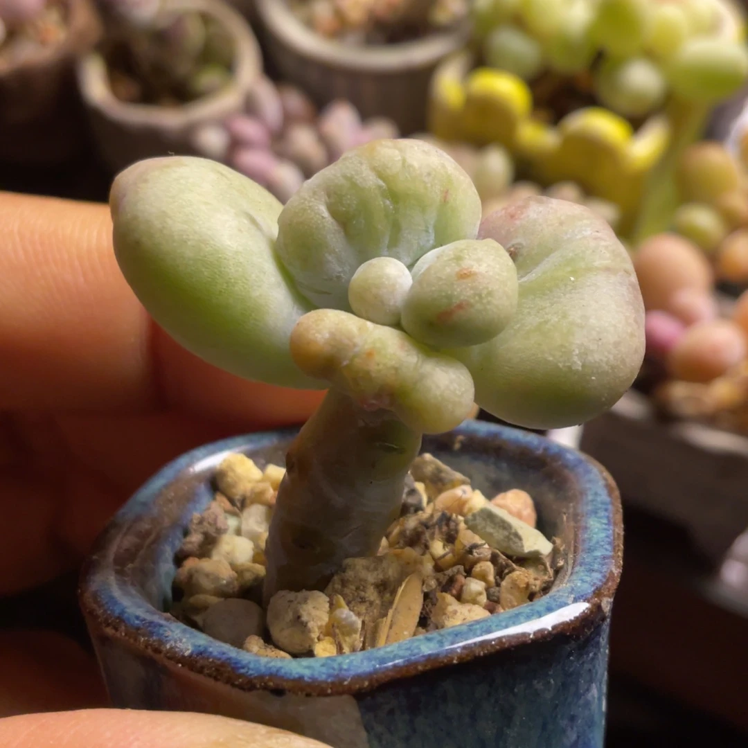 油煎奶黄体一个的