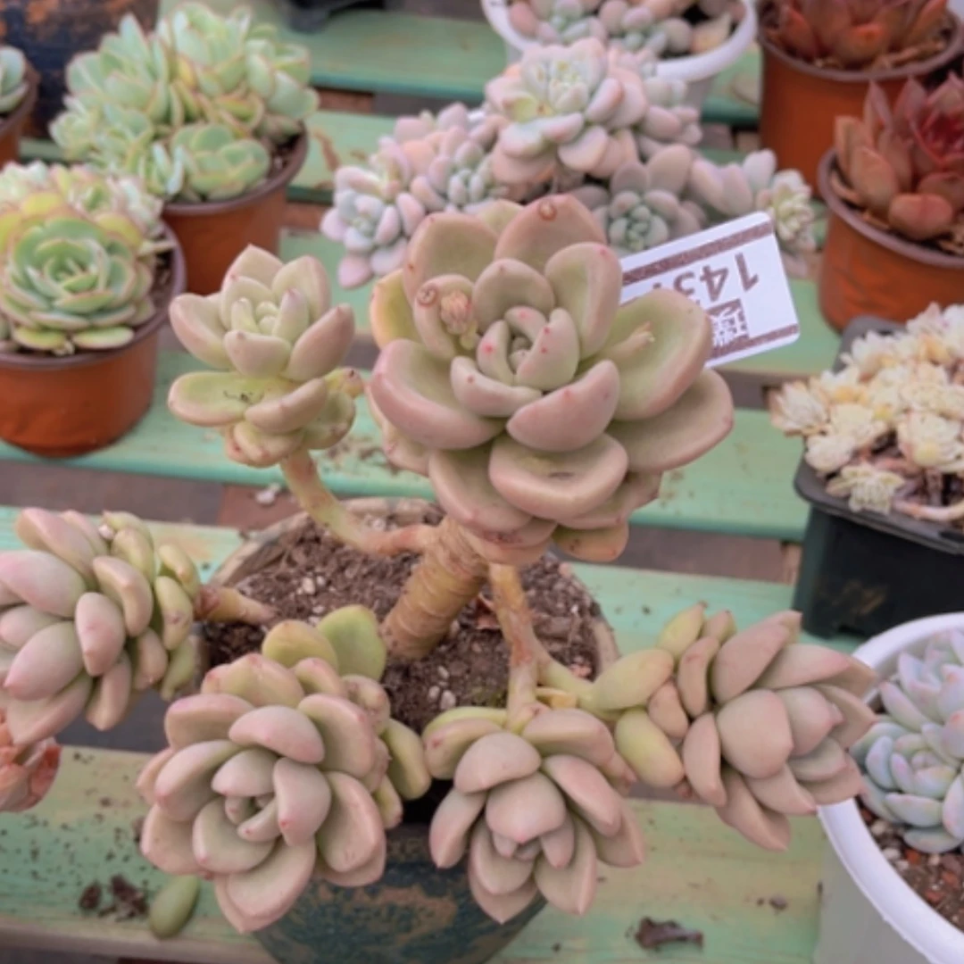 【闪购商品】奶油鳄梨1437