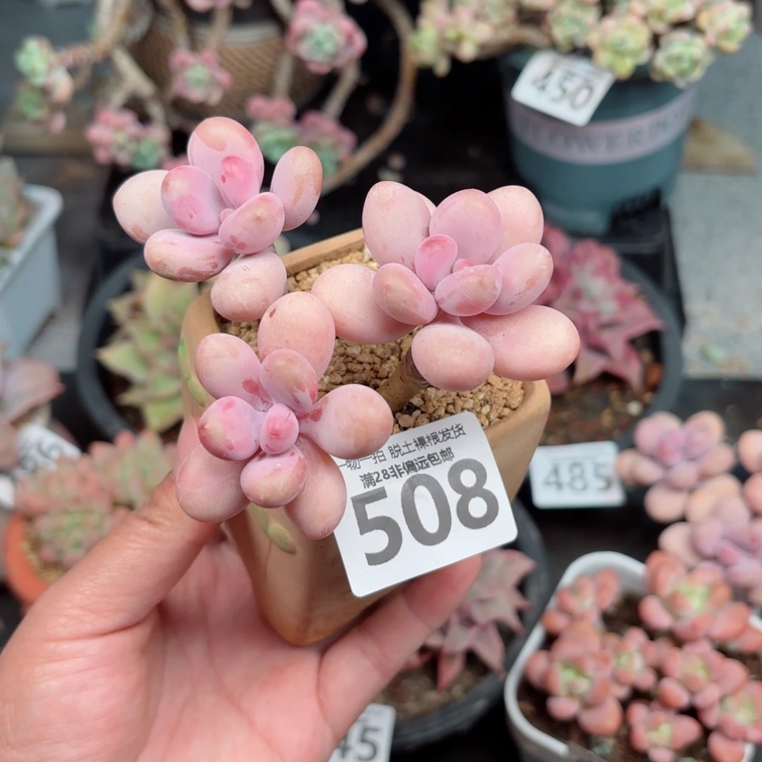 桃蛋3头无盆土发货