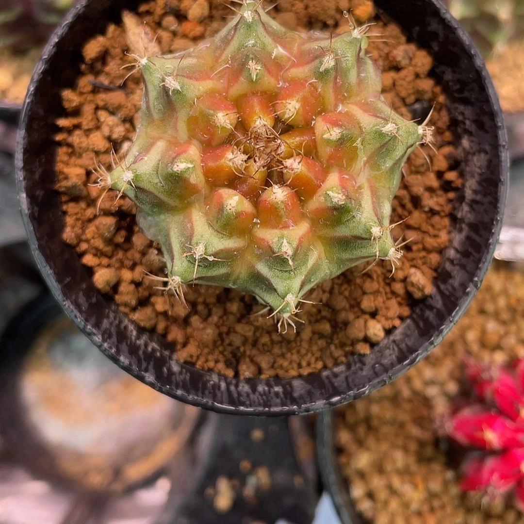 1-291轮回 3.9厘米。米哈