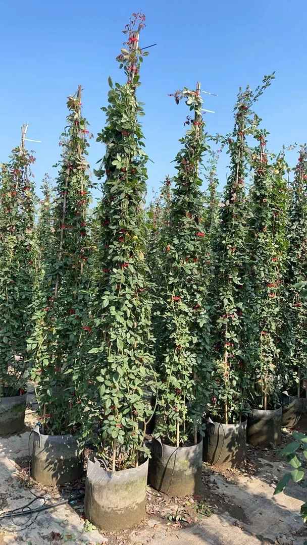 藤本月季蔷薇花苗爬藤生长易活多色大花浓香适合庭院地栽