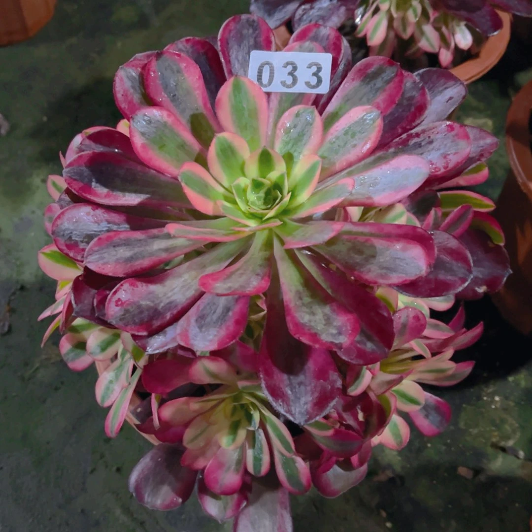 【闪购商品】美杜莎033多肉