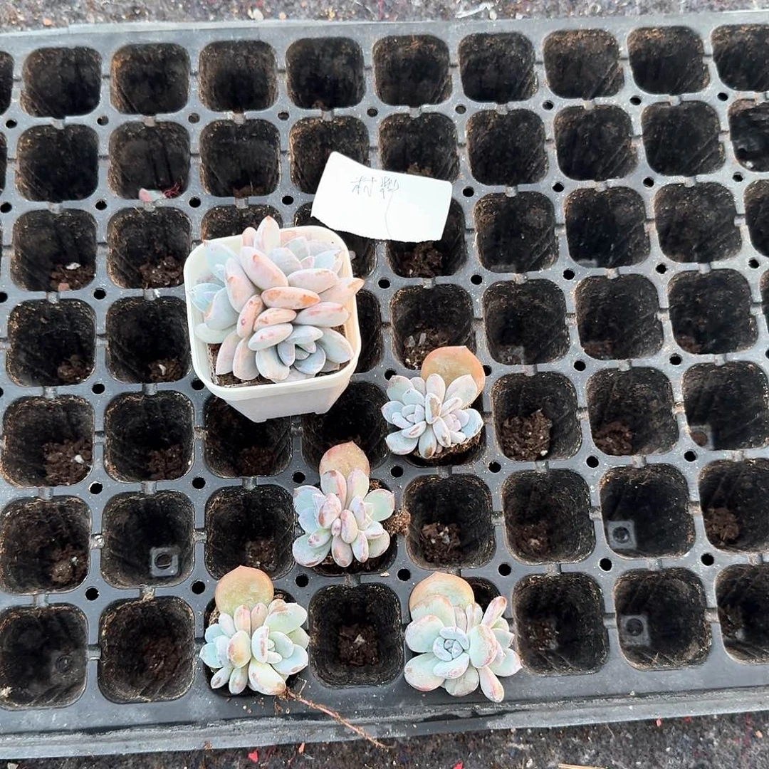 材料一物一拍专拍