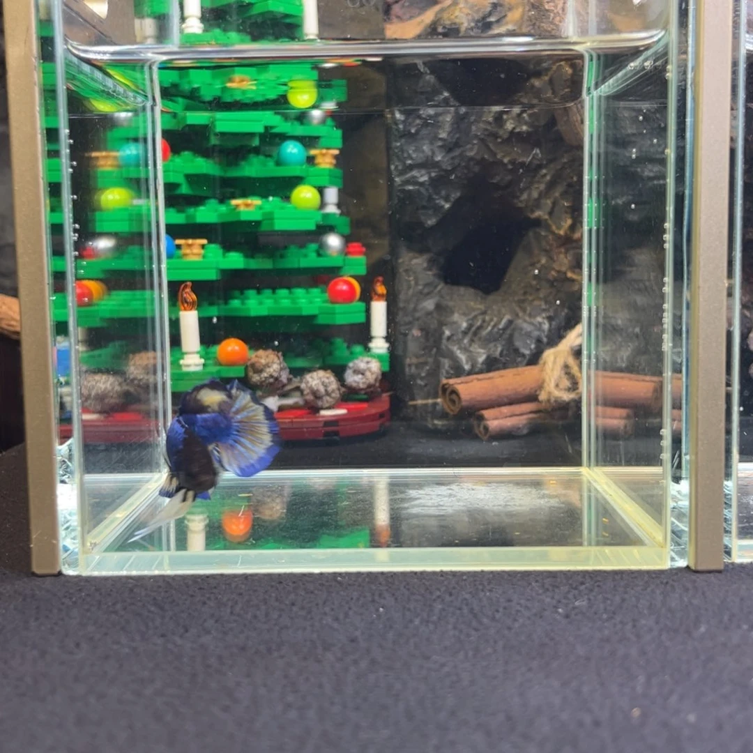 斗鱼鱼次元竞价一月四日竞价