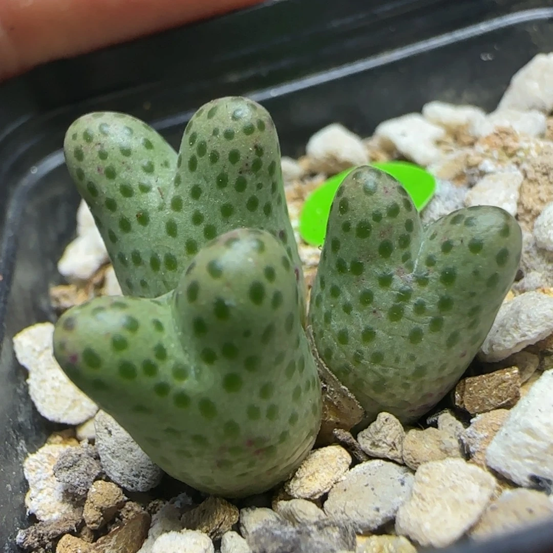 弹弓斑马多肉植物151