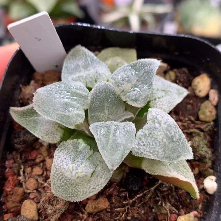 磨面寿，带盆土发货了