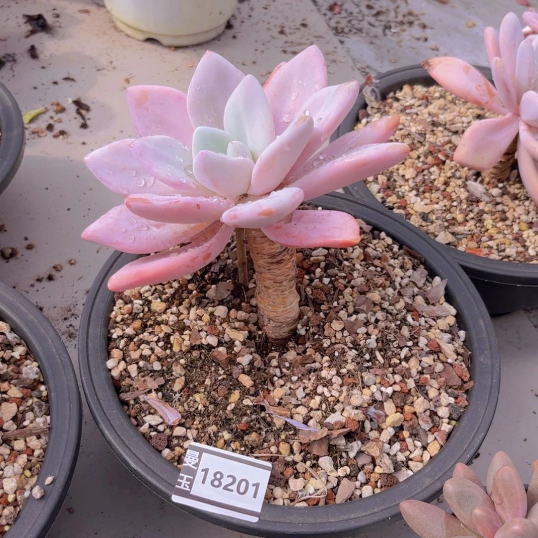 粉兔多肉植物18201