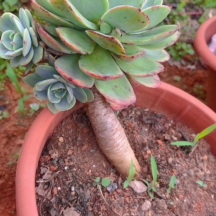 多肉植物。。。。。。。。。。？？？。