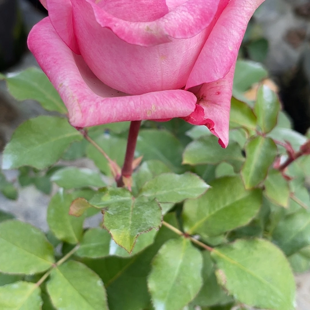 无花朵——-妮塔 福利款