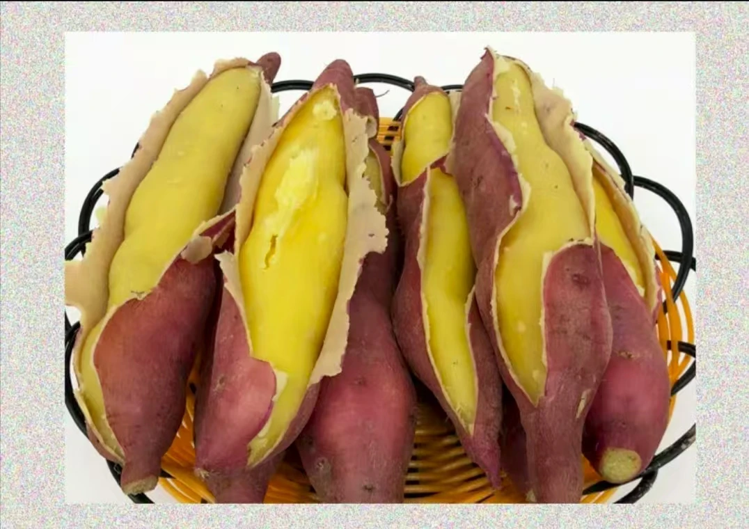 mc【新鲜当季】正宗泗水沙土地板栗地瓜软糯香甜肉质细腻老少皆宜