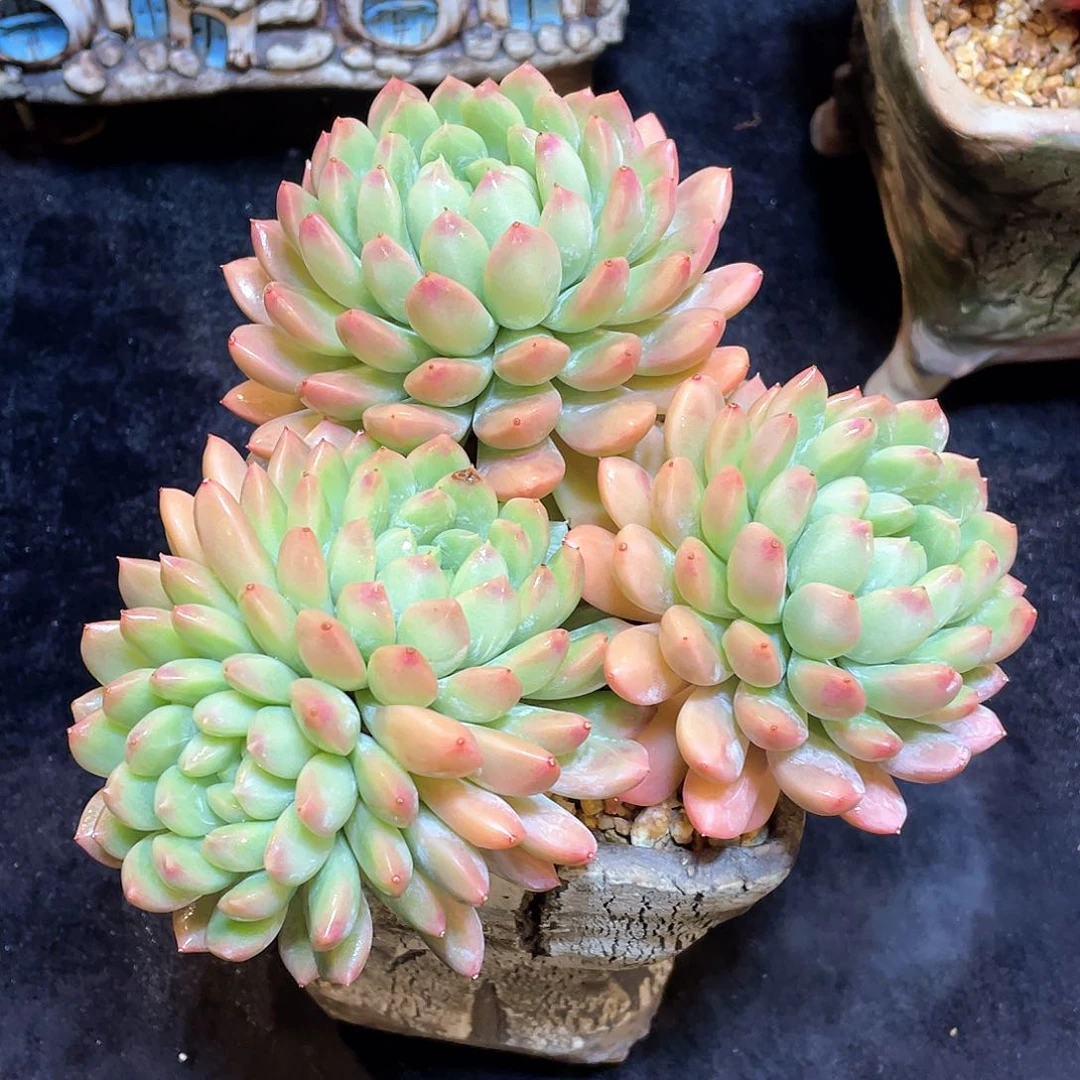 多肉植物脱土包邮