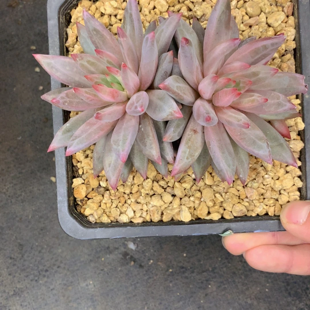 友家多肉一物一拍