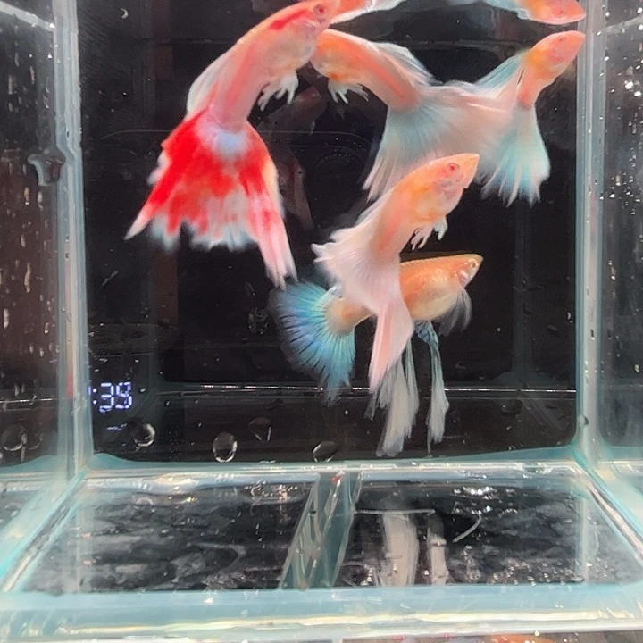 孔雀鱼蓝白绣球一缸