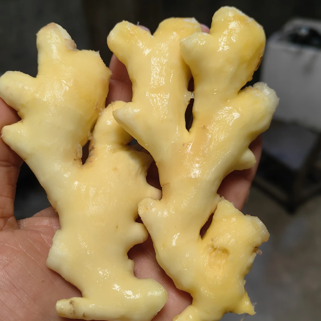 向阳小黄姜新鲜现挖现发月子姜姜味浓郁时令蔬菜