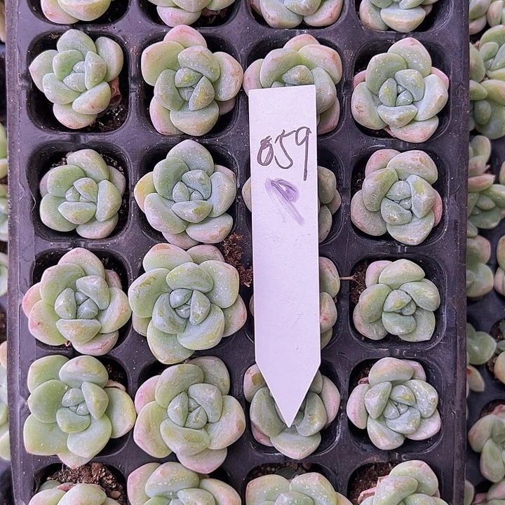 059全单头奶油冰玉！