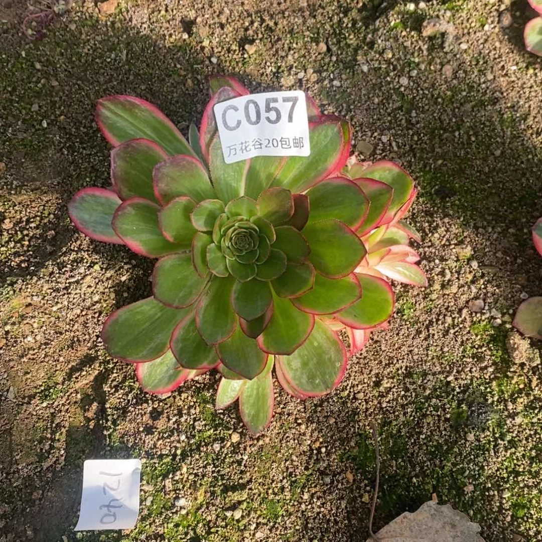 057黑魔锦多肉植物