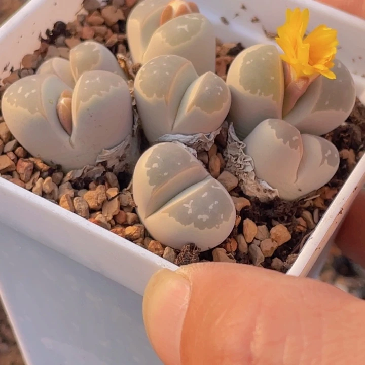 288999999988858855555