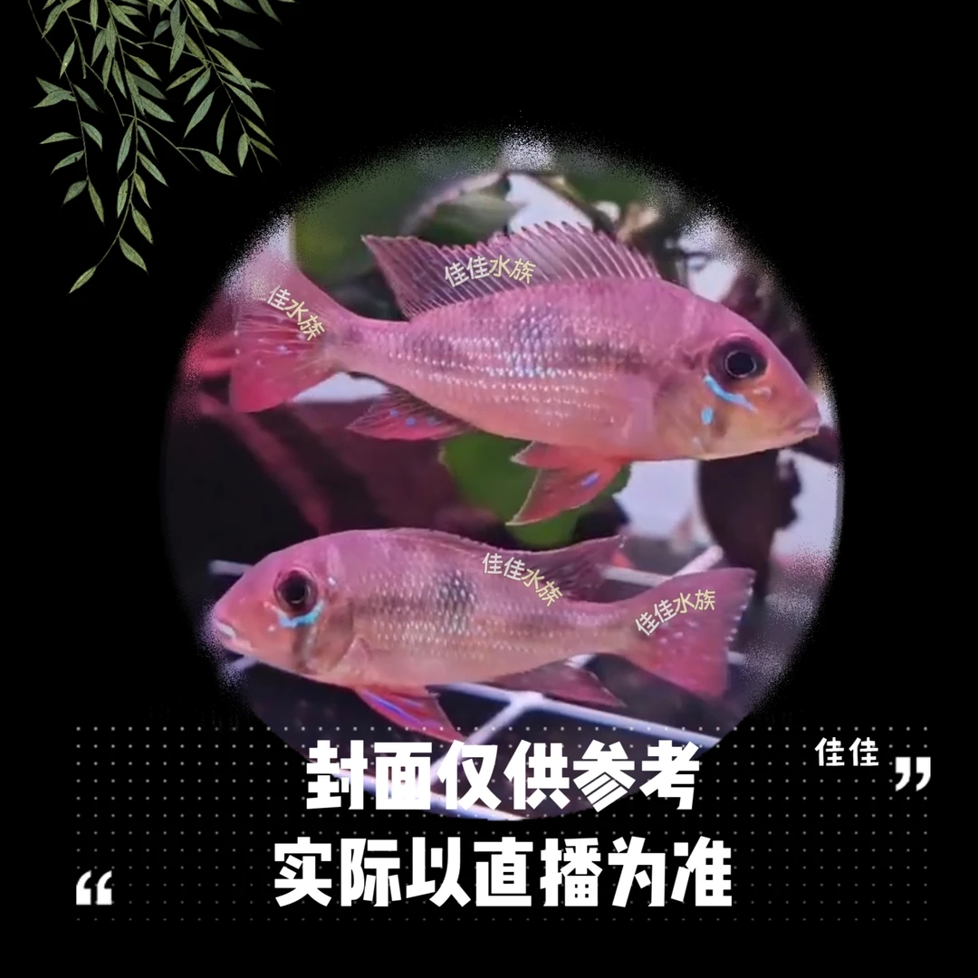 【稀有食土鲷】潘塔宝石  潘塔纳尔蓝唇宝石 南美热带鱼