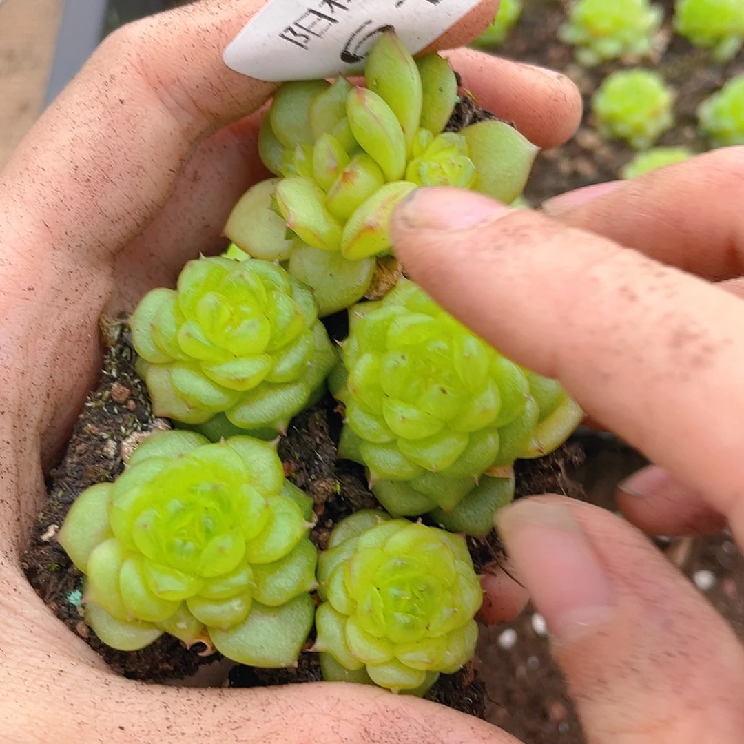多肉植物多肉植物618