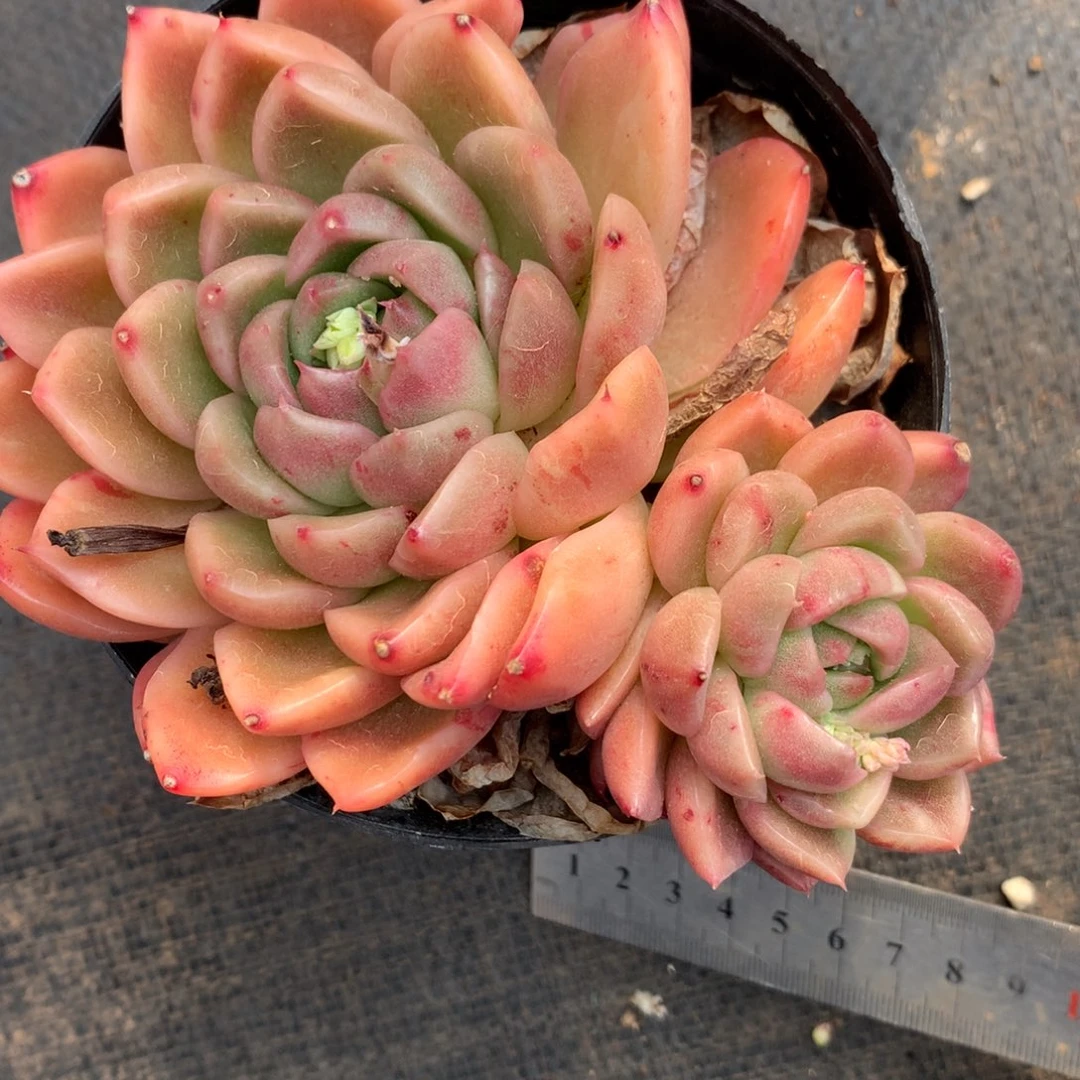 1407杂交精品基地12厘米