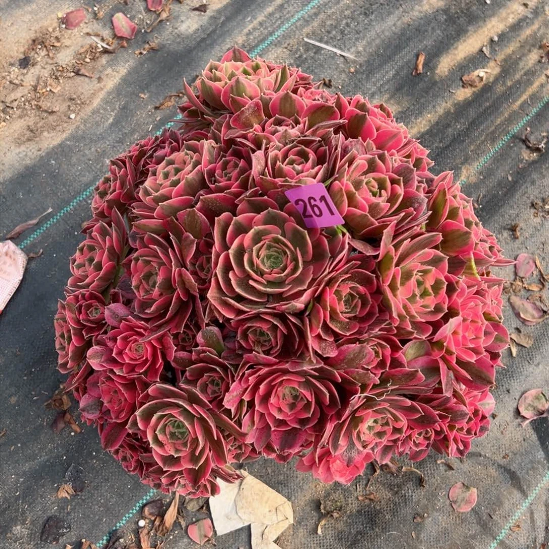 261粉女郎法师多肉植物