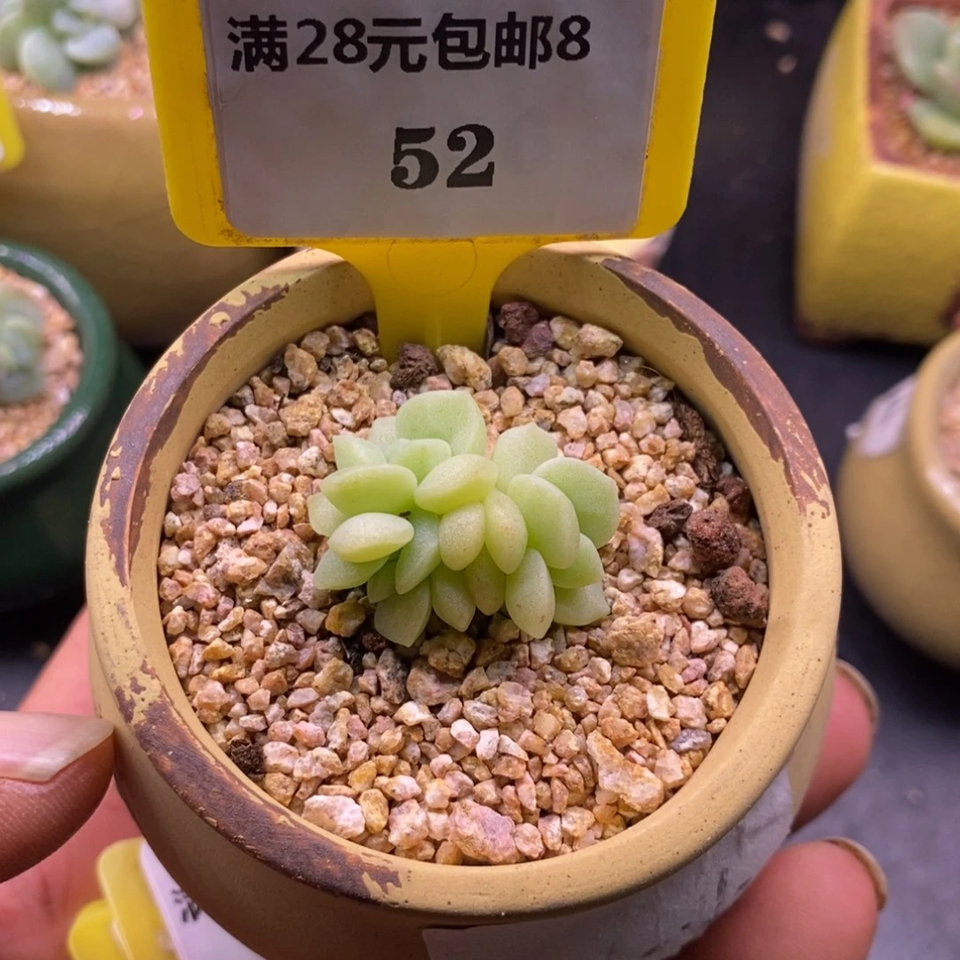 852冰玉三头锦多肉植物