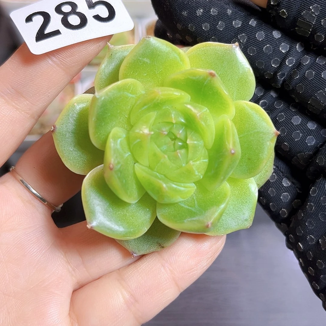 吉***堡285一物一拍 舒月
