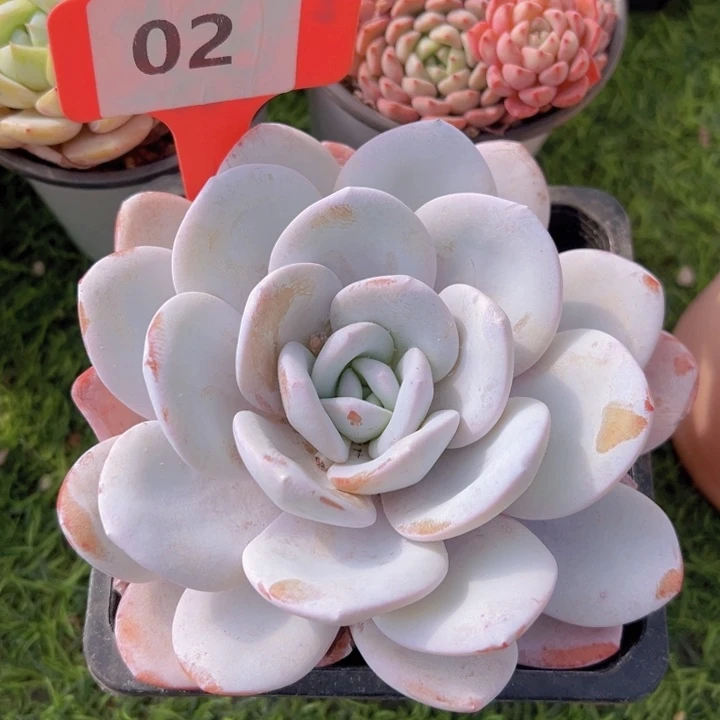 健健康康平平安安