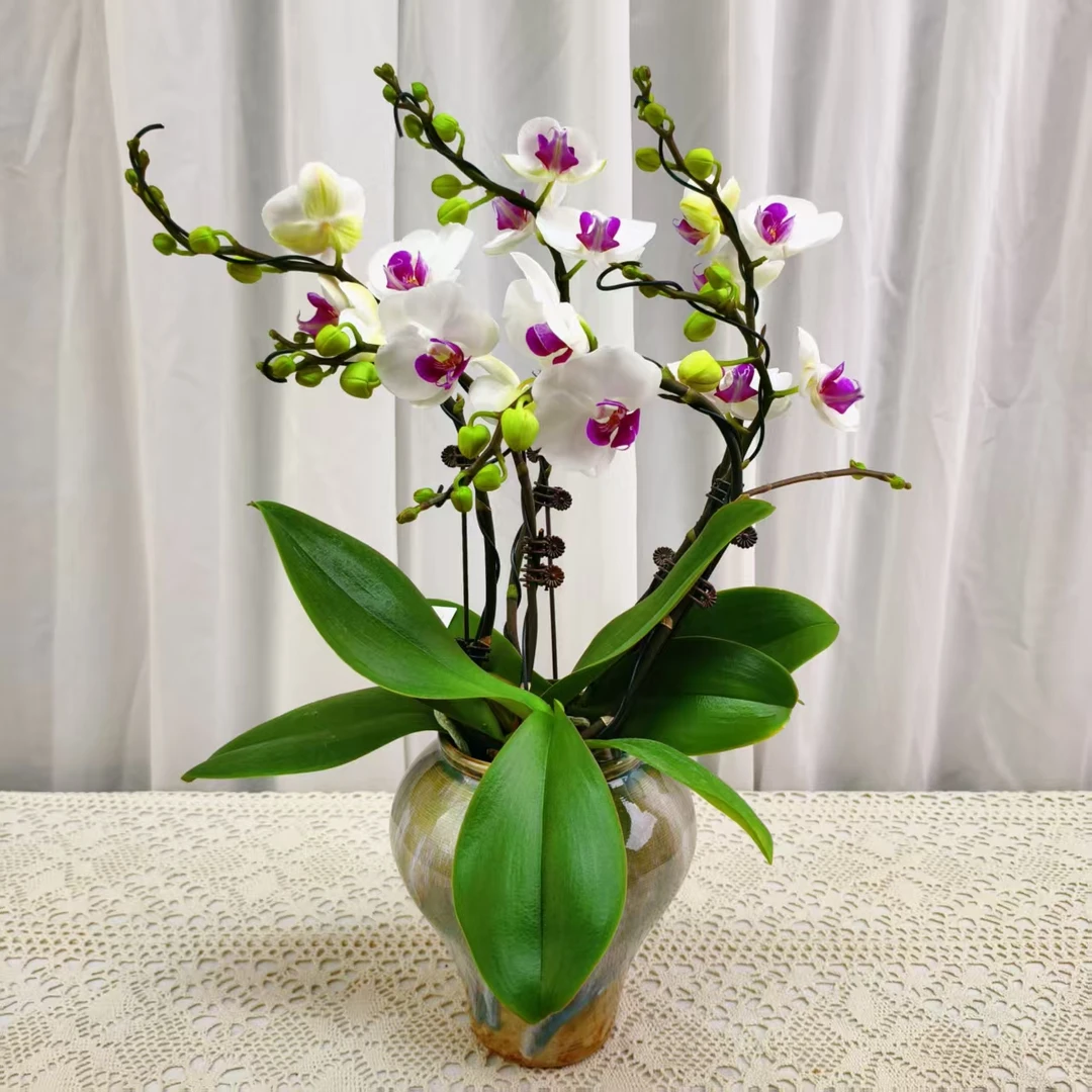 桦艺优选【雪域】蝴蝶兰轻奢绿植花卉艺术高级盆栽植株好养