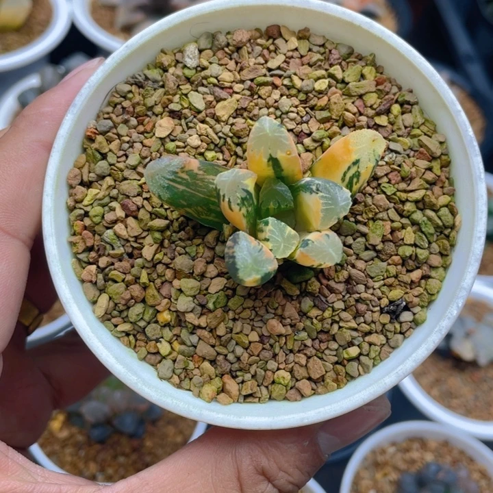 非组玉万锦十二卷多肉