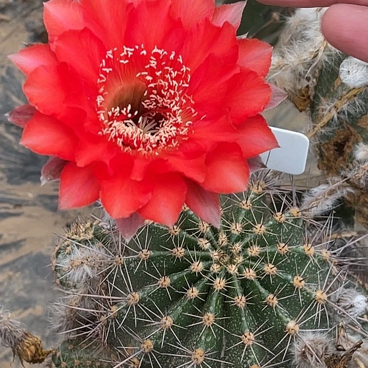 用***3彩草脱土脱盆摘花满20包邮无根