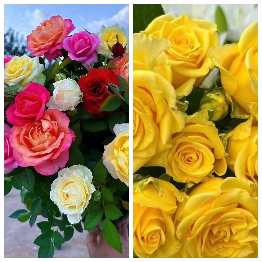 【混色+黄金巴比伦】1加仑四季开花分支植株盆栽月季适合庭院阳台