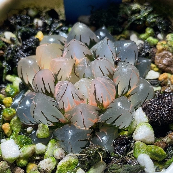 553完美水中月锦特选福利